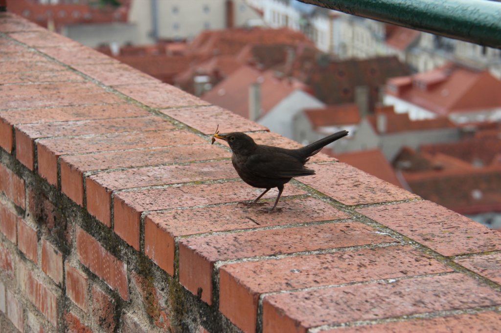 Spaziergang durch die Innenstadt von Graz